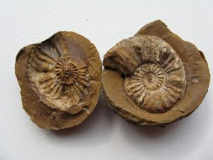 fossil artefacts